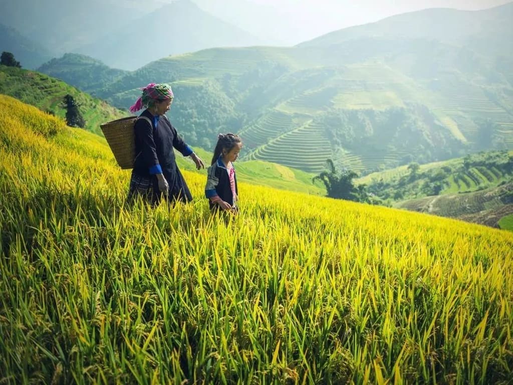 Sawah terasering
